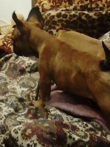 Цуценята французського бульдога