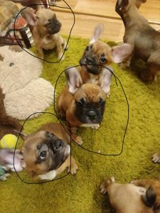 Цуценята французського бульдога