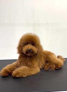 Пудель з документами КСУ