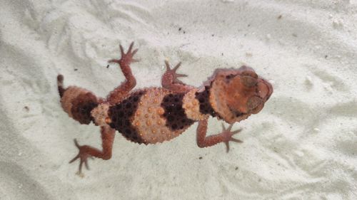 Nephrurus wheeleri cinctus, Шишкохвостий гекон