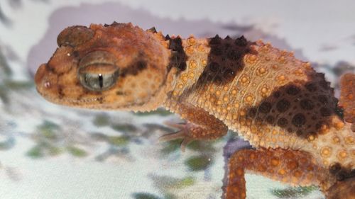 Nephrurus wheeleri cinctus, Шишкохвостий гекон