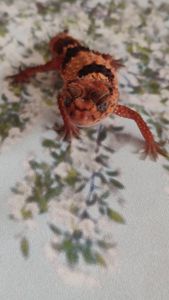 Nephrurus wheeleri cinctus, Шишкохвостий гекон