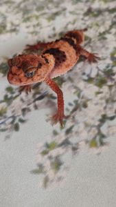 Nephrurus wheeleri cinctus, Шишкохвостий гекон