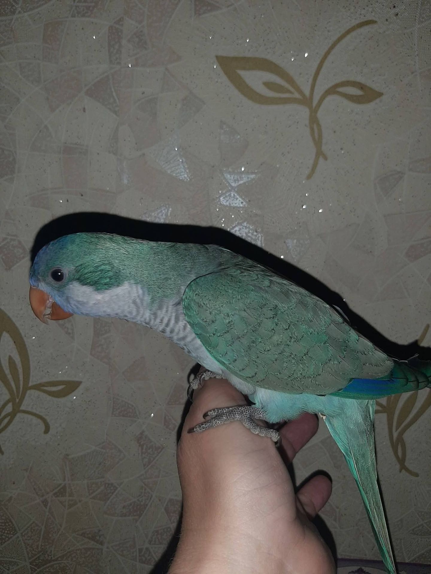 Каліта монах шукає родину