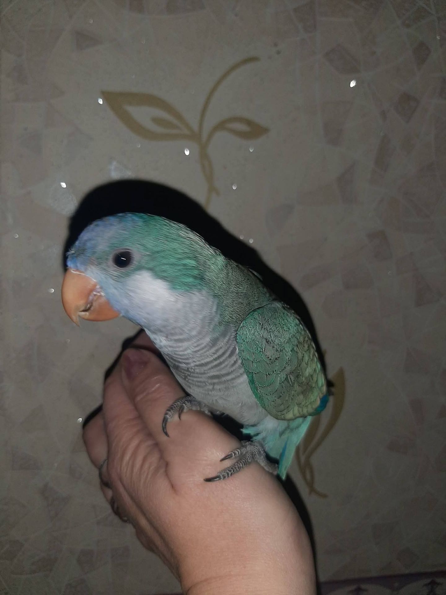 Каліта монах шукає родину