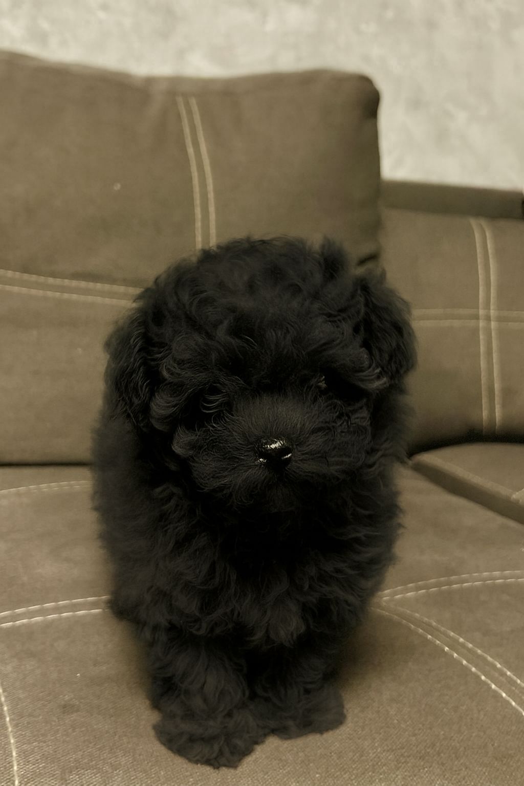 Хлопчик мальтипу