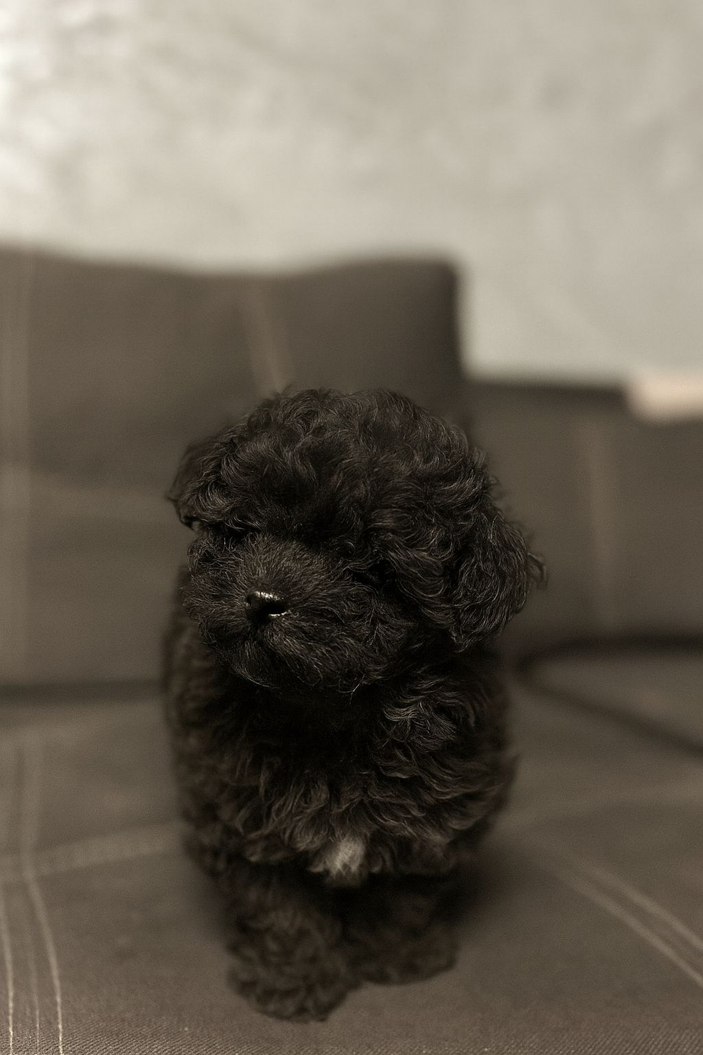 Роскішний хлопчик мальтипу