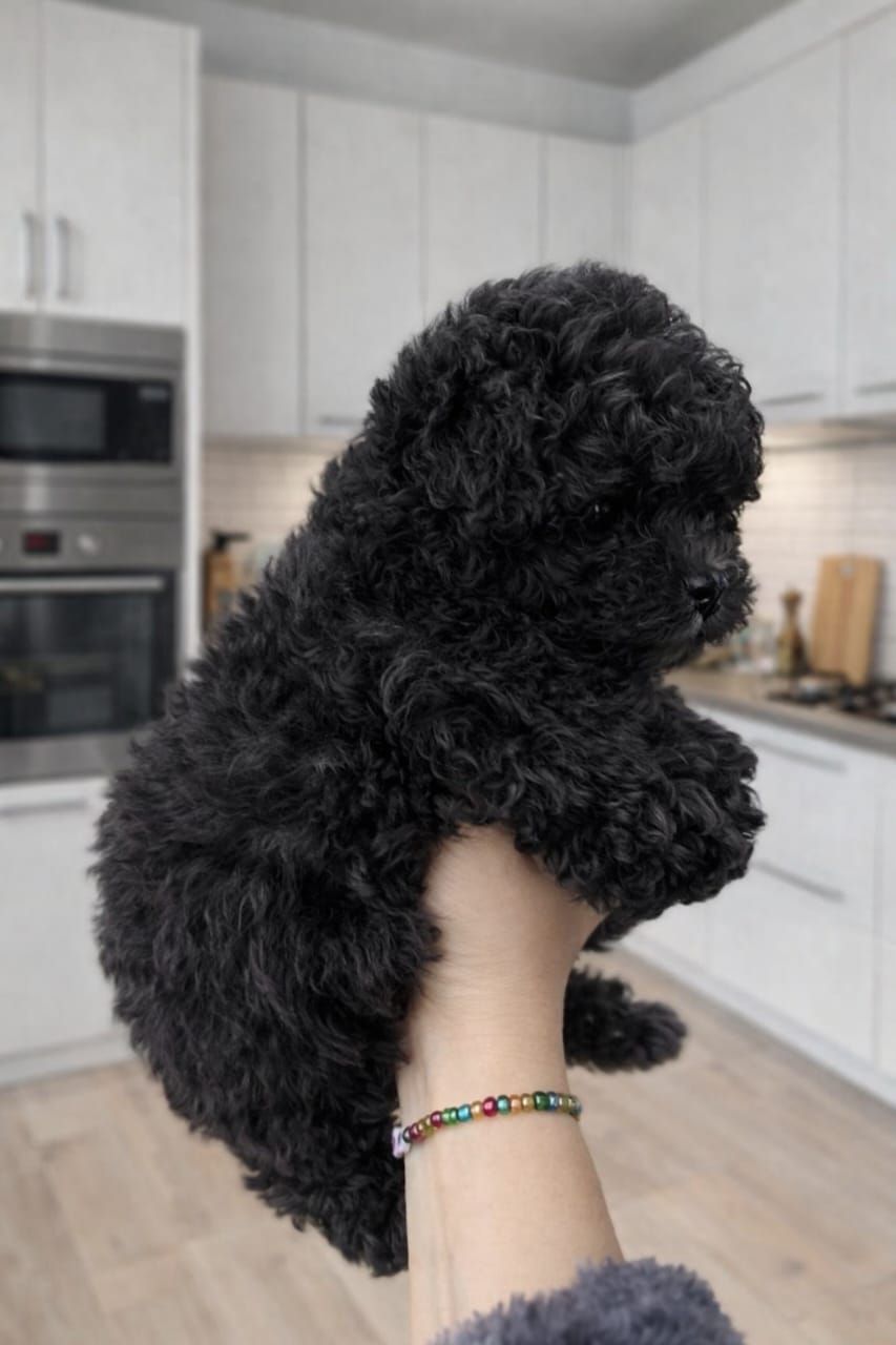 Роскішний хлопчик мальтипу