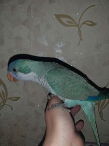 Каліта монах шукає родину