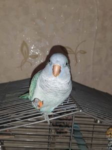 Каліта монах шукає родину