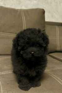 Хлопчик мальтипу