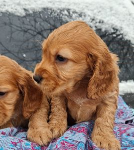 Діти англійського кокер спаніеля