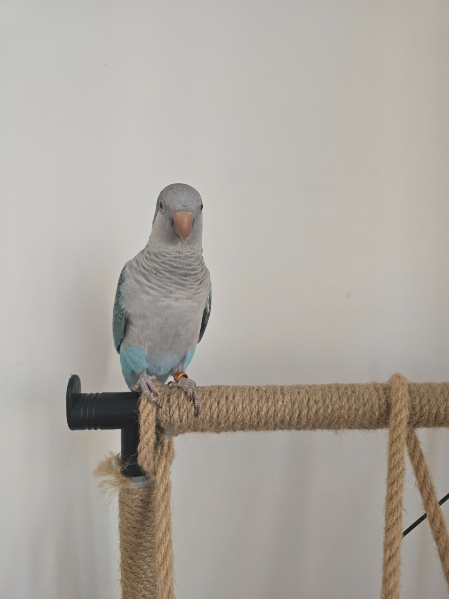 Каліта монах