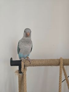 Каліта монах