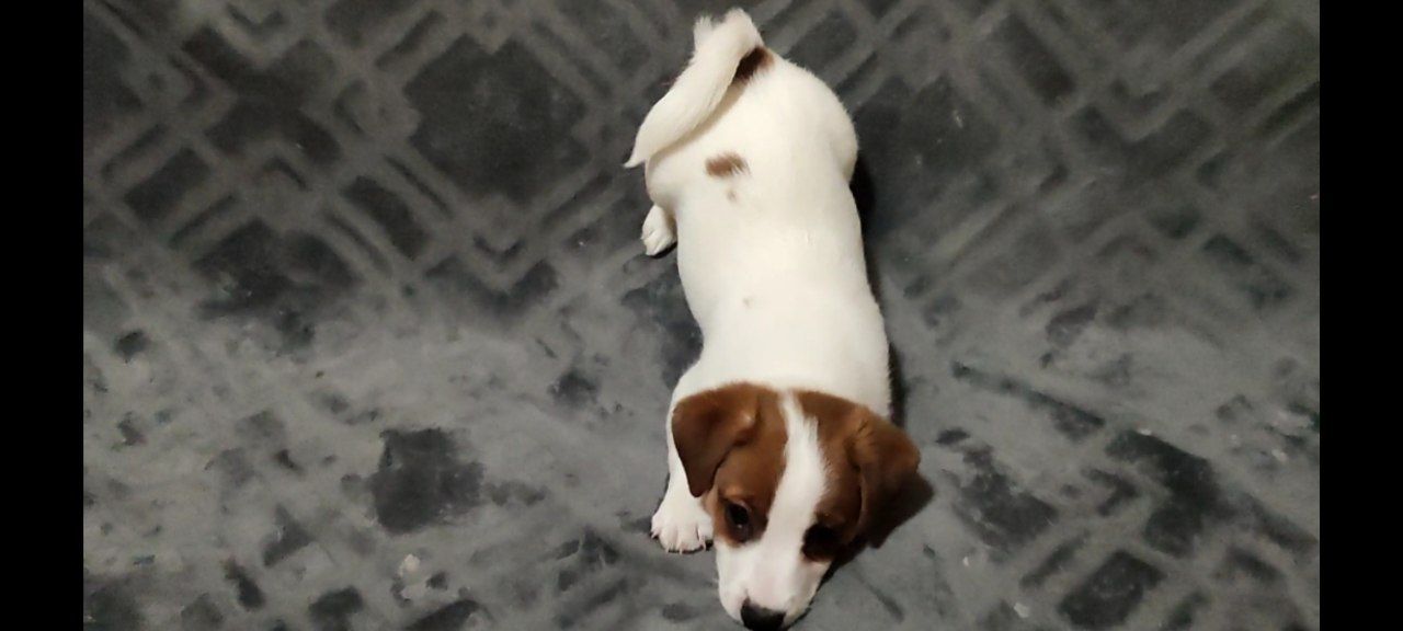 Міні хлопчик 4 міс, родовід, документи ККУ WKU