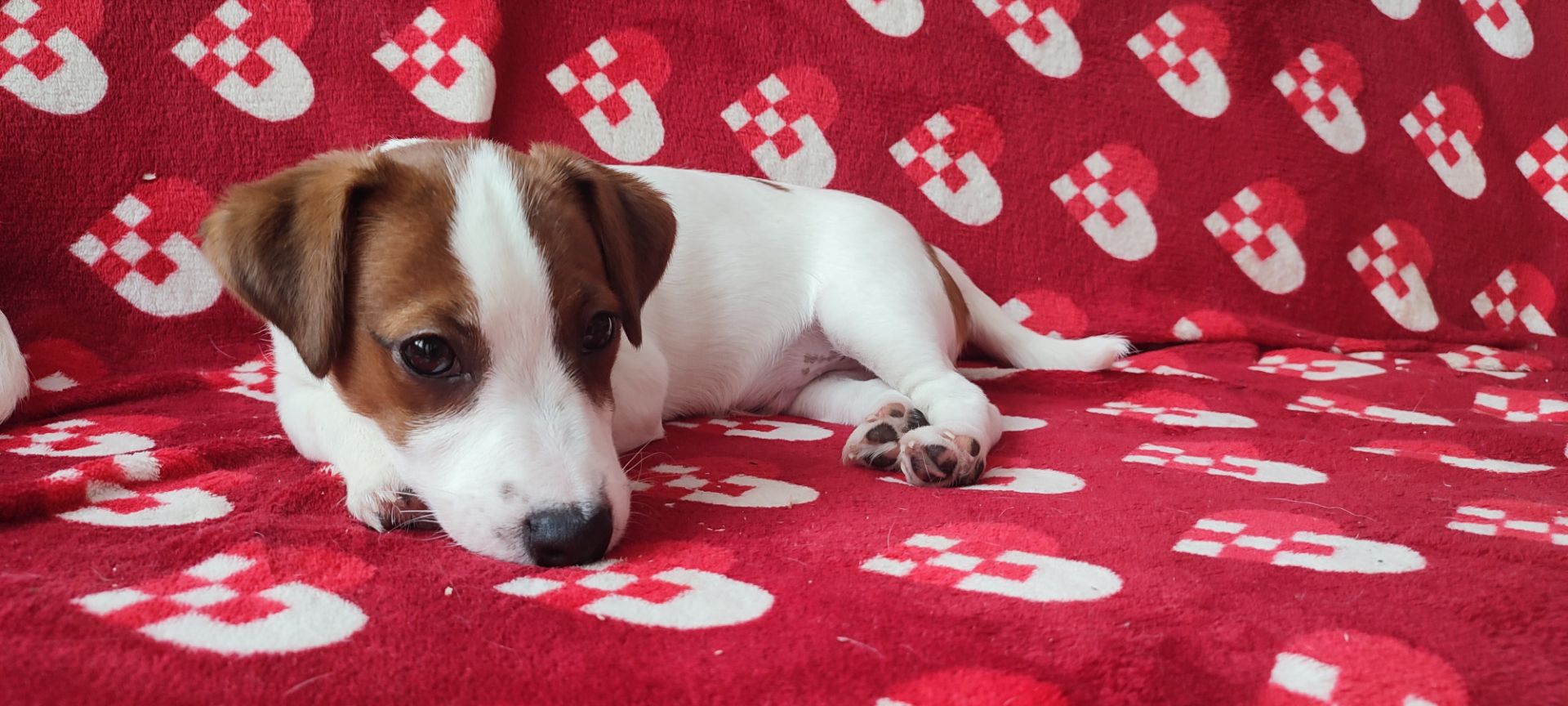 Міні хлопчик 4 міс, родовід, документи ККУ WKU