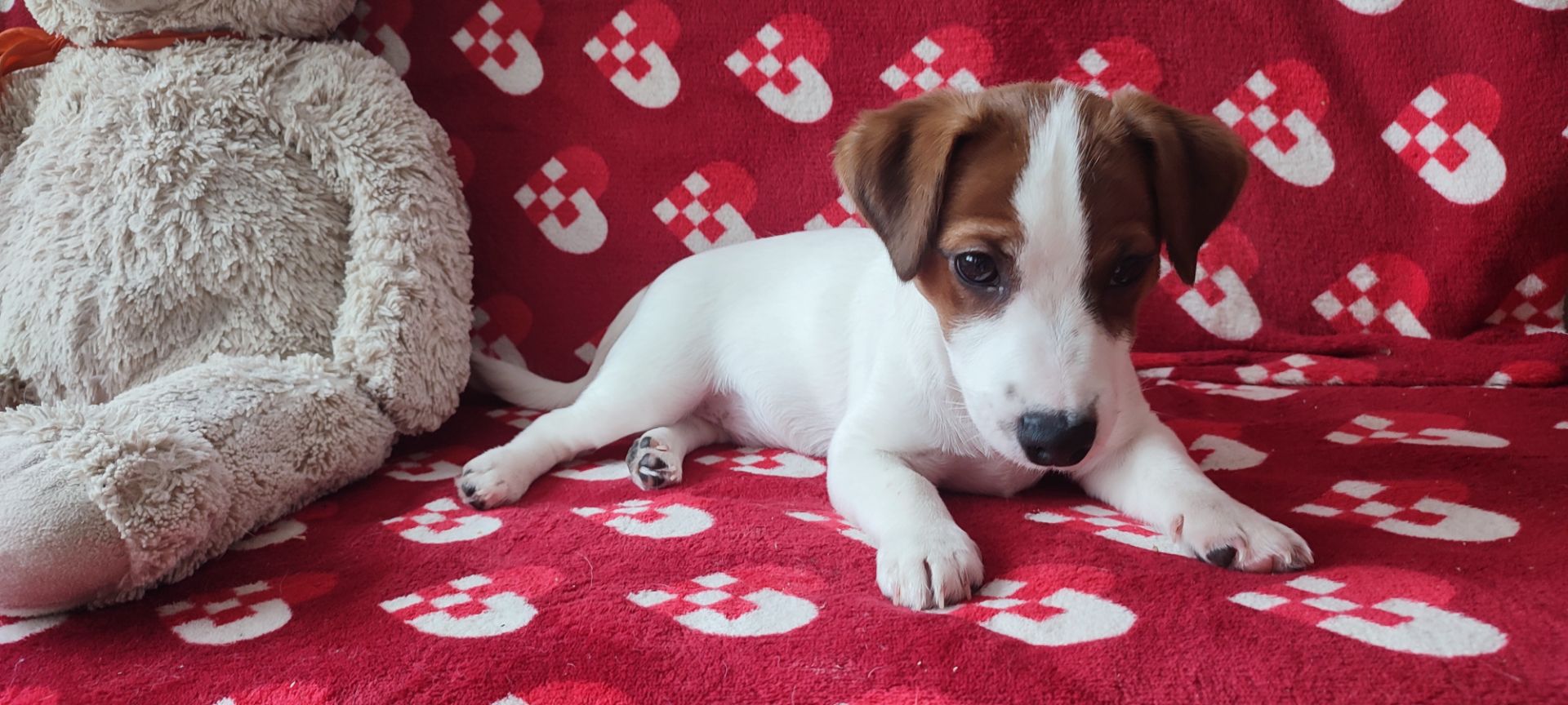 Міні хлопчик 4 міс, родовід, документи ККУ WKU