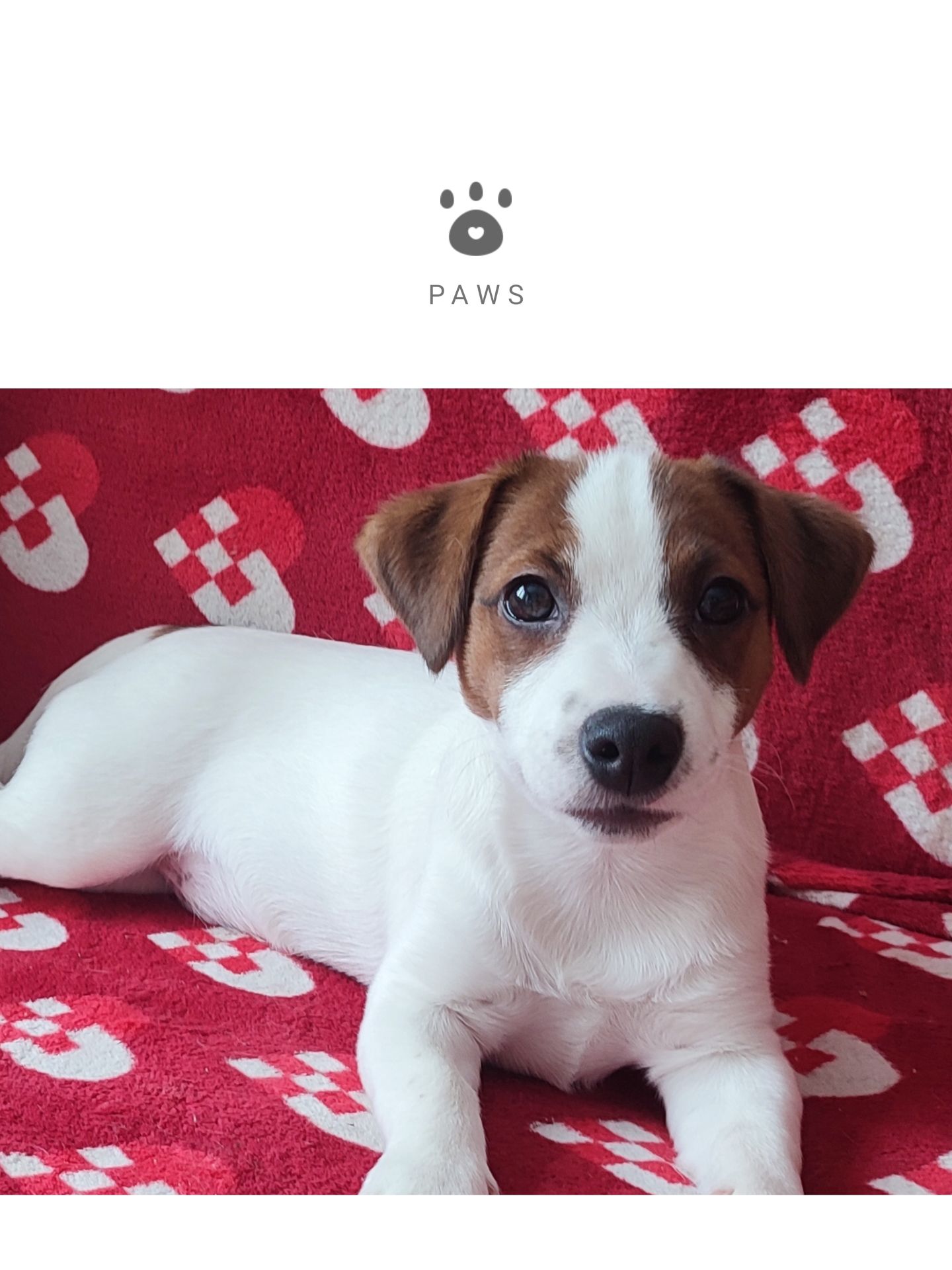 Міні хлопчик 4 міс, родовід, документи ККУ WKU