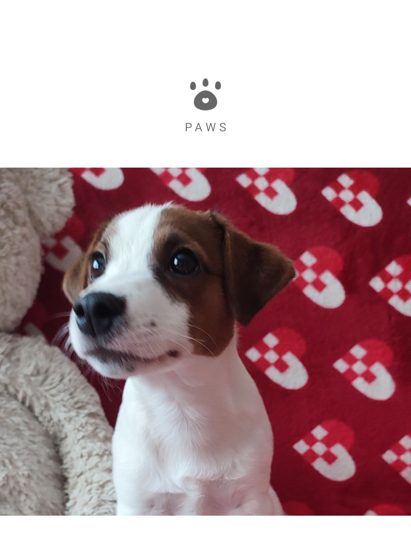 Міні хлопчик 4 міс, родовід, документи ККУ WKU