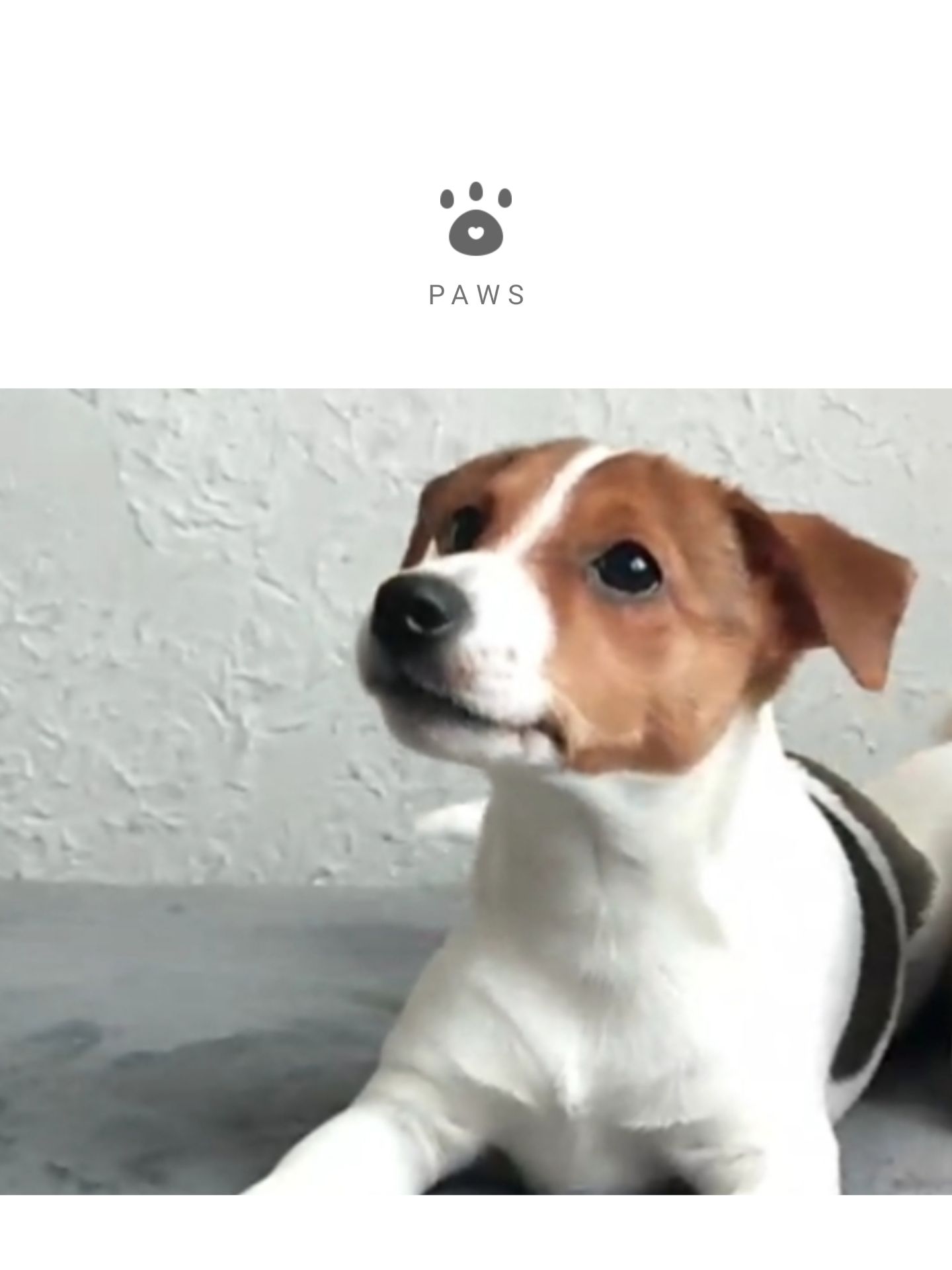 Дівчинка 4 міс, родовід, документи ККУ WKU