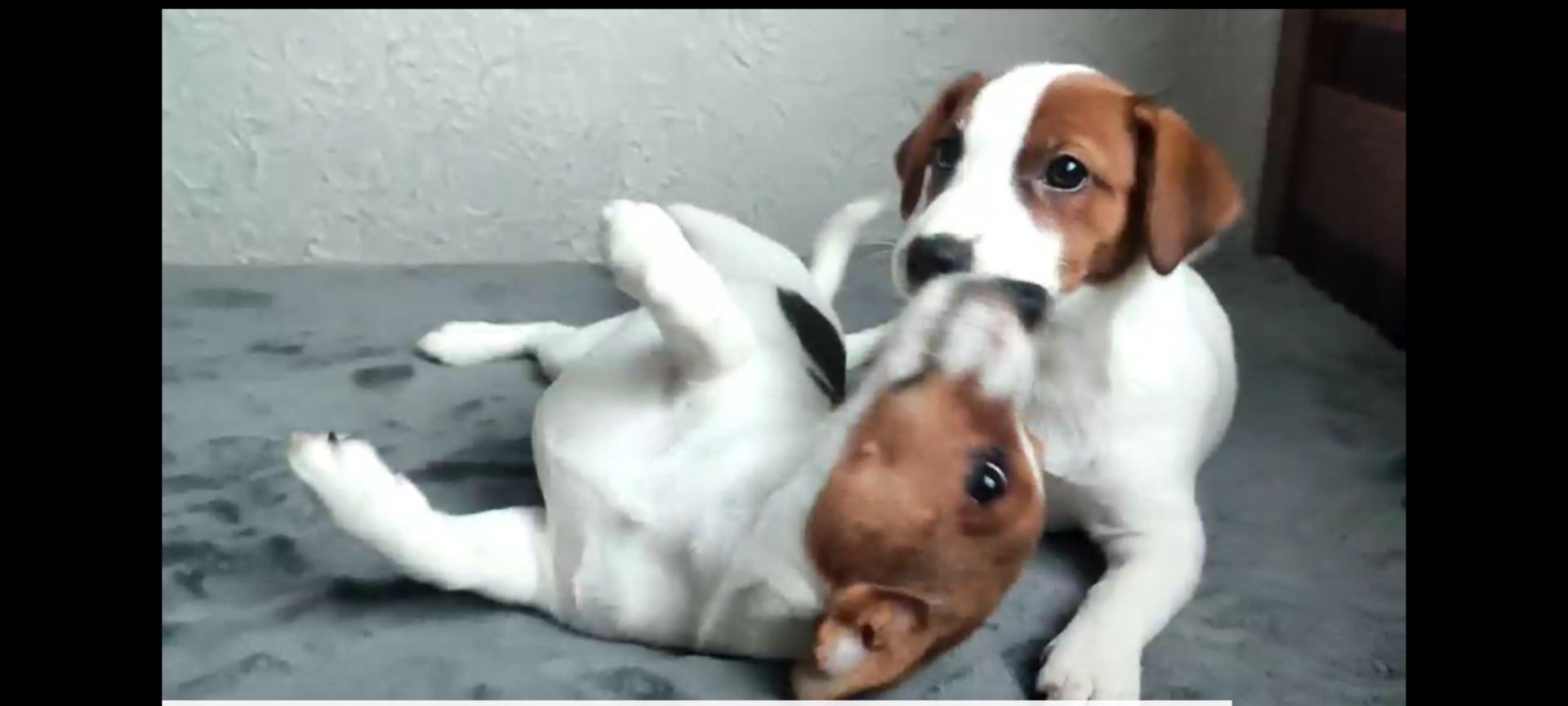 Дівчинка 4 міс, родовід, документи ККУ WKU