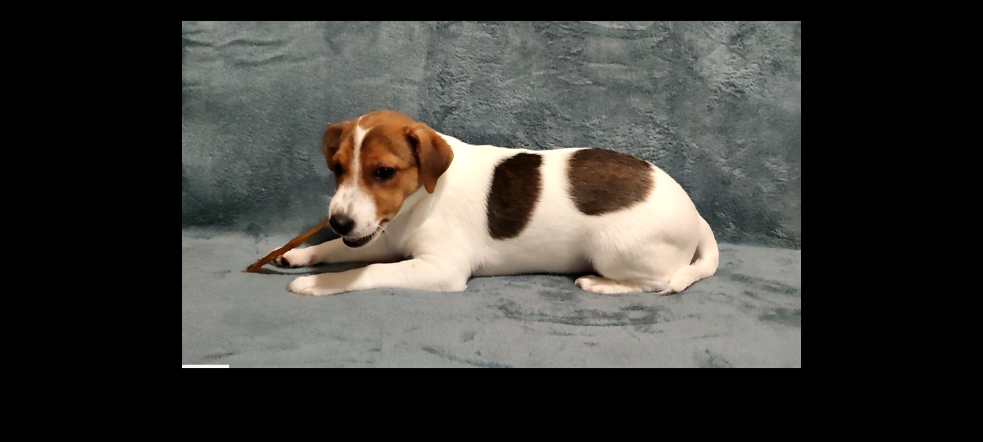 Дівчинка 4 міс, родовід, документи ККУ WKU