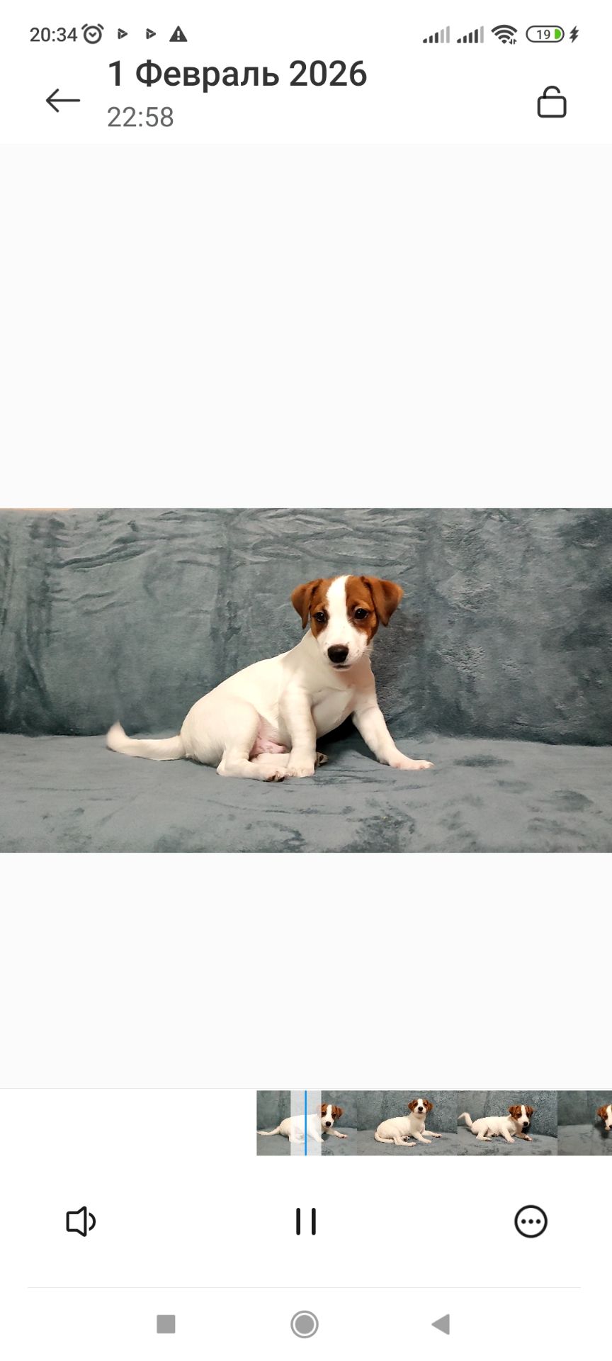 Міні хлопчик 4 міс, родовід, документи ККУ WKU