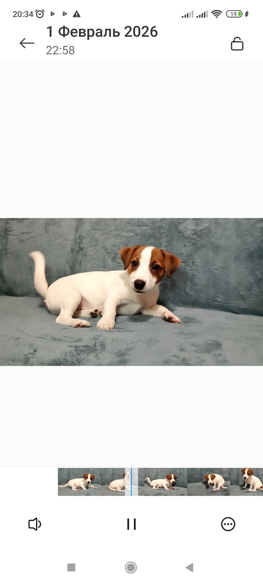 Міні хлопчик 4 міс, родовід, документи ККУ WKU