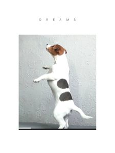 Дівчинка 4 міс, родовід, документи ККУ WKU