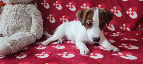 Міні хлопчик 4 міс, родовід, документи ККУ WKU