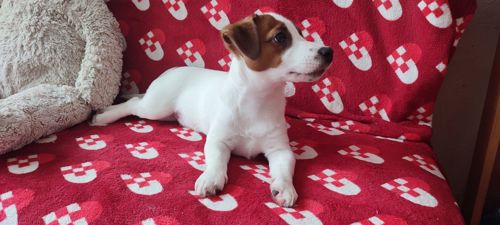 Міні хлопчик 4 міс, родовід, документи ККУ WKU