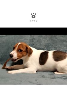 Дівчинка 4 міс, родовід, документи ККУ WKU