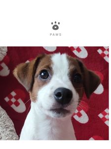 Міні хлопчик 4 міс, родовід, документи ККУ WKU