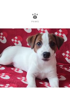 Міні хлопчик 4 міс, родовід, документи ККУ WKU