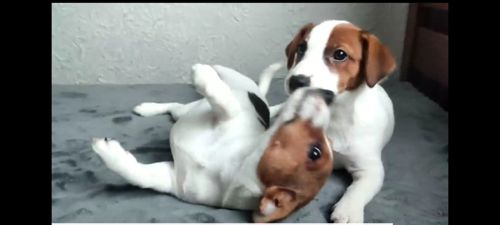 Дівчинка 4 міс, родовід, документи ККУ WKU