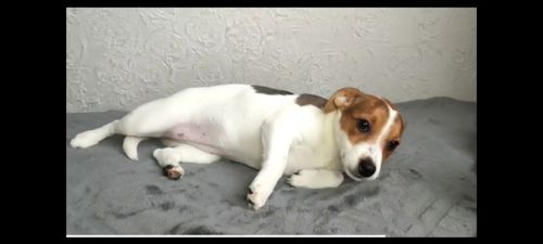 Дівчинка 4 міс, родовід, документи ККУ WKU