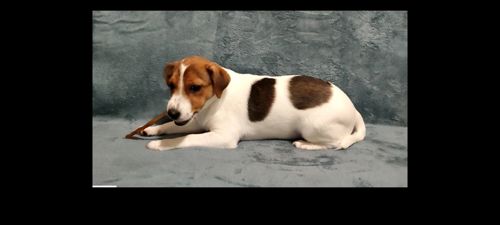 Дівчинка 4 міс, родовід, документи ККУ WKU