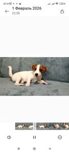 Міні хлопчик 4 міс, родовід, документи ККУ WKU