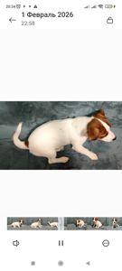 Міні хлопчик 4 міс, родовід, документи ККУ WKU