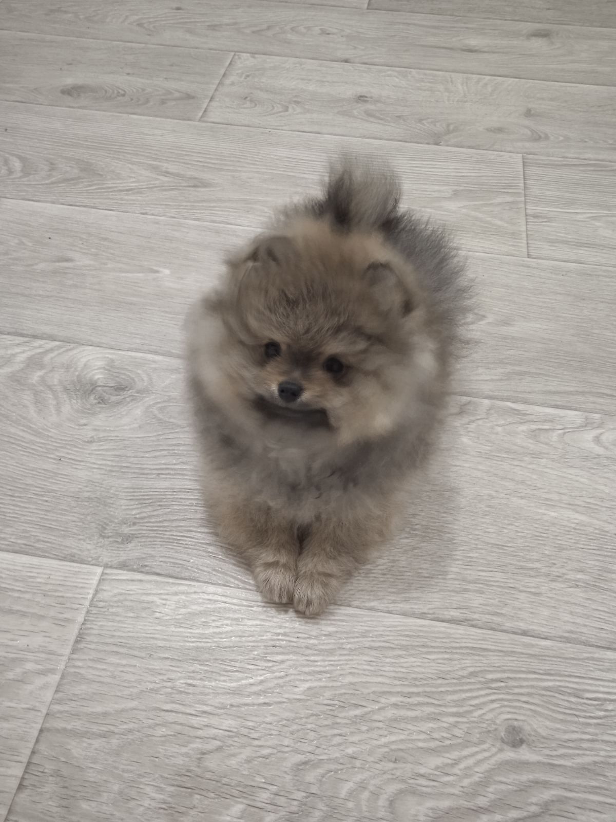 Цуценята померанський шпіц з документами КСУ FCI