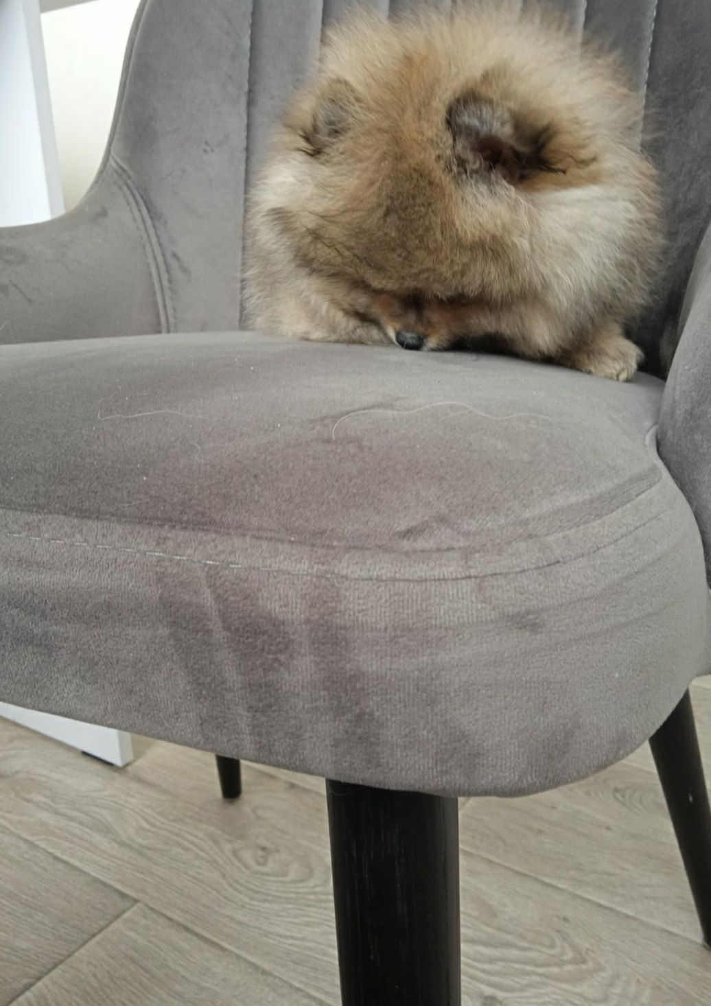 Цуценята померанський шпіц з документами КСУ FCI