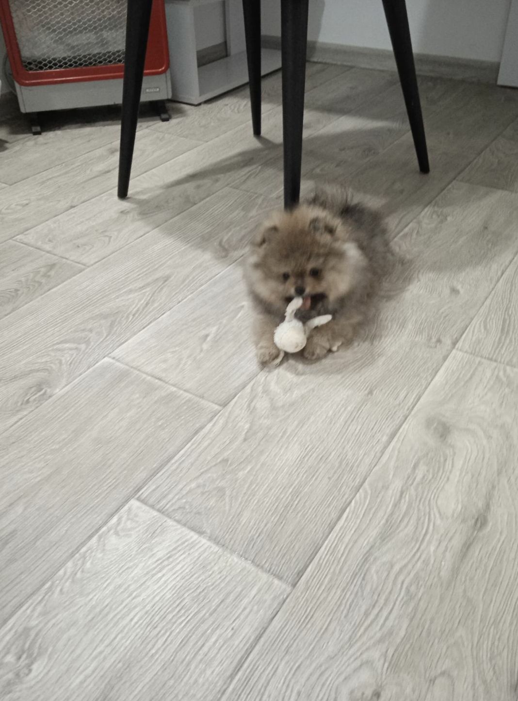 Цуценята померанський шпіц з документами КСУ FCI