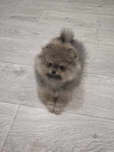 Цуценята померанський шпіц з документами КСУ FCI