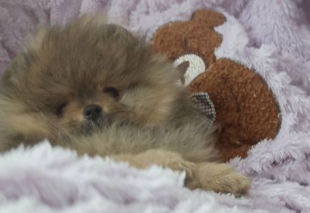 Цуценята померанський шпіц з документами КСУ FCI