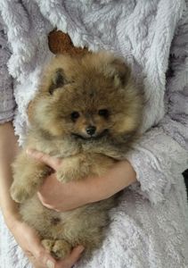 Цуценята померанський шпіц з документами КСУ FCI