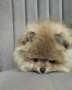 Цуценята померанський шпіц з документами КСУ FCI