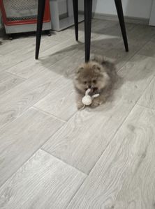 Цуценята померанський шпіц з документами КСУ FCI