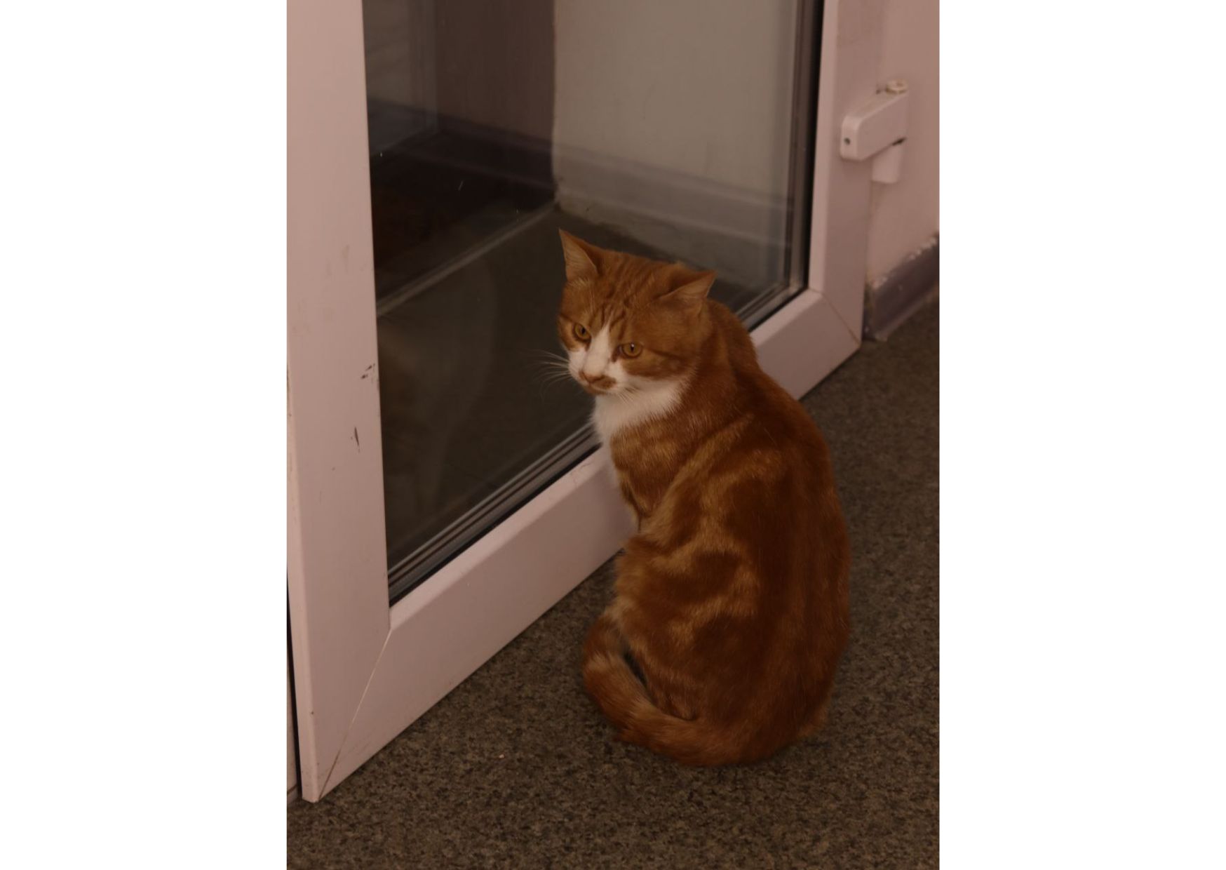 Шикарний пухнастик чекає своїх людей