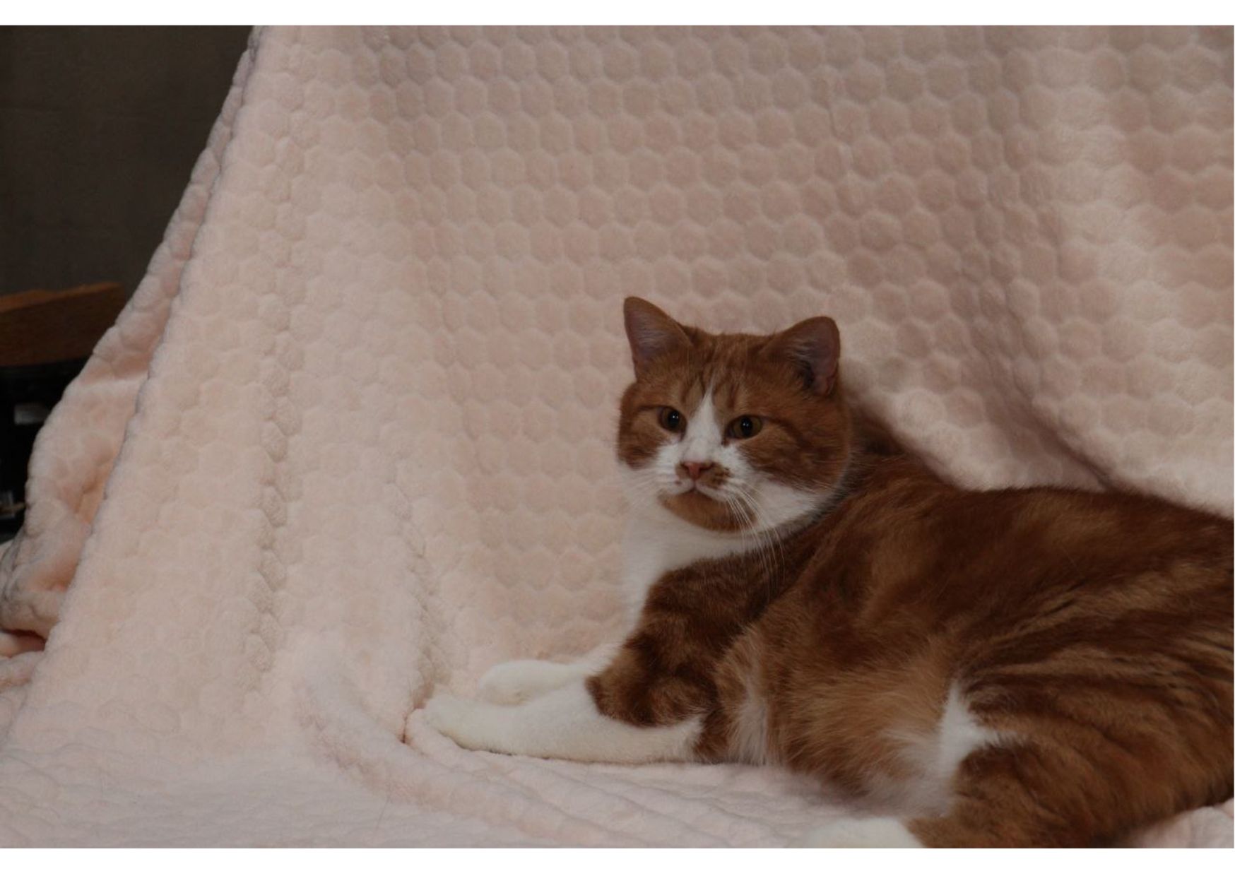 Шикарний пухнастик чекає своїх людей