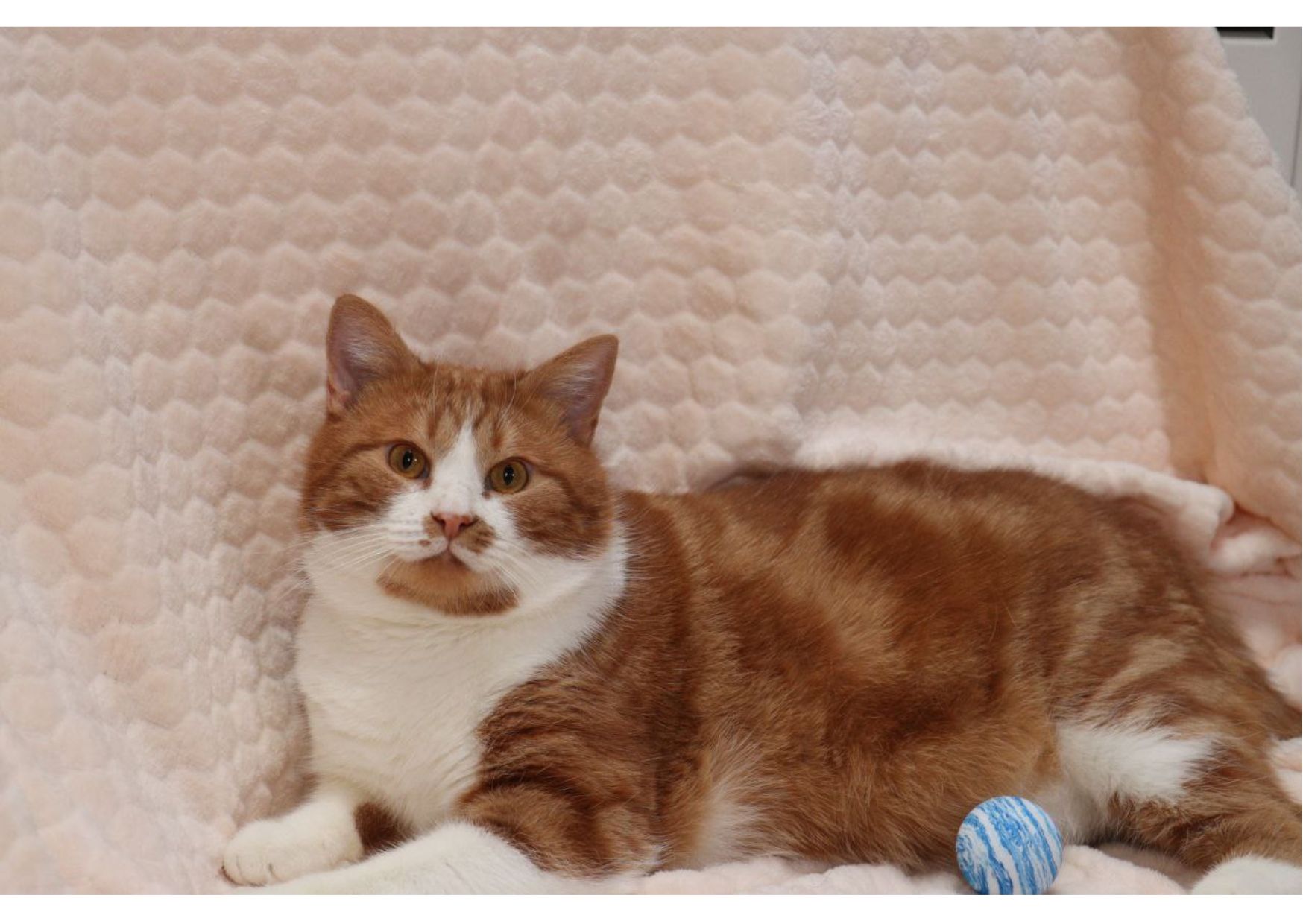 Шикарний пухнастик чекає своїх людей